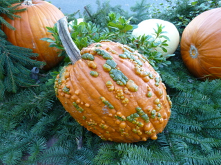 Filename=P1090378.JPG
Filesize=5442KiB
Dimensions=4320x3240
Date added=Dec 28, 2020 P1090378.JPG