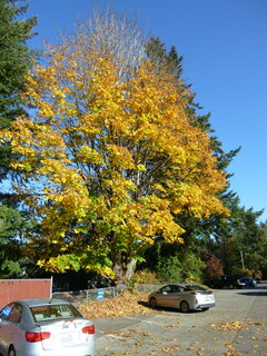 Filename=P1090385.JPG
Filesize=4643KiB
Dimensions=3240x4320
Date added=Dec 28, 2020 P1090385.JPG