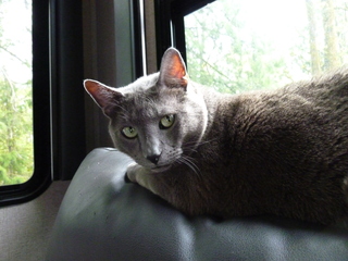 Filename=P1090415.JPG
Filesize=4557KiB
Dimensions=4320x3240
Date added=May 09, 2021 P1090415.JPG