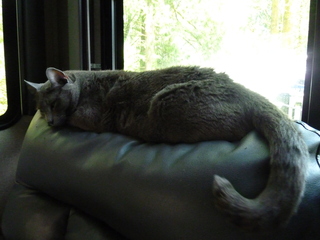 Filename=P1090421.JPG
Filesize=3730KiB
Dimensions=4320x3240
Date added=May 09, 2021 P1090421.JPG