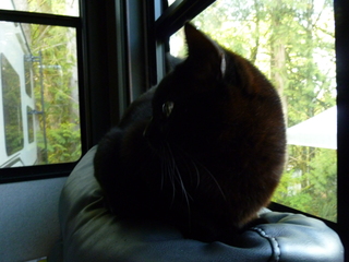 Filename=P1090427.JPG
Filesize=4563KiB
Dimensions=4320x3240
Date added=May 09, 2021 P1090427.JPG