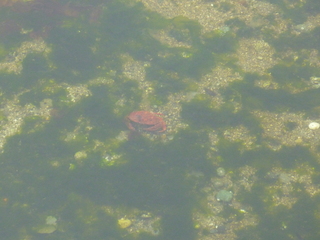 Filename=P1090515.JPG
Filesize=5591KiB
Dimensions=4320x3240
Date added=May 31, 2021 P1090515.JPG