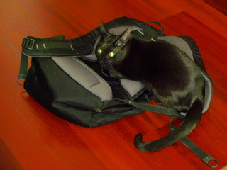 Filename=P1090533.JPG
Filesize=5673KiB
Dimensions=4320x3240
Date added=May 31, 2021 P1090533.JPG