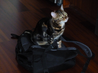 Filename=P1090539.JPG
Filesize=3888KiB
Dimensions=4320x3240
Date added=May 31, 2021 P1090539.JPG