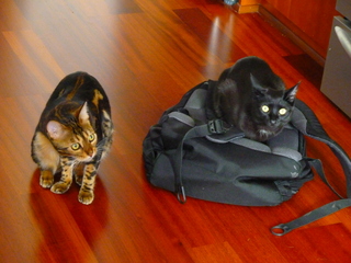 Filename=P1090543.JPG
Filesize=5468KiB
Dimensions=4320x3240
Date added=May 31, 2021 P1090543.JPG