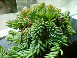 Filename=P1090552.JPG
Filesize=5583KiB
Dimensions=4320x3240
Date added=May 31, 2021 P1090552.JPG