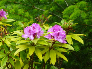 Filename=P1090567.JPG
Filesize=5535KiB
Dimensions=4320x3240
Date added=May 31, 2021 P1090567.JPG