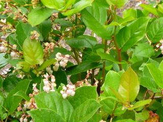 Filename=P1090568.JPG
Filesize=5691KiB
Dimensions=4320x3240
Date added=May 31, 2021 P1090568.JPG