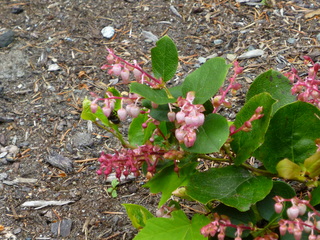 Filename=P1090573.JPG
Filesize=5953KiB
Dimensions=4320x3240
Date added=May 31, 2021 P1090573.JPG