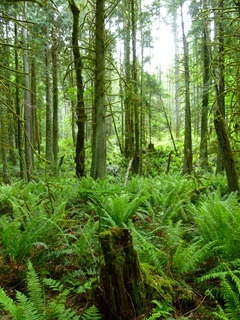 Filename=P1090591.JPG
Filesize=4856KiB
Dimensions=3240x4320
Date added=May 31, 2021 P1090591.JPG