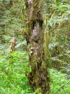 Filename=P1090614.JPG
Filesize=4840KiB
Dimensions=3240x4320
Date added=May 31, 2021 P1090614.JPG