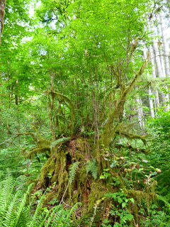 Filename=P1090620.JPG
Filesize=4785KiB
Dimensions=3240x4320
Date added=May 31, 2021 P1090620.JPG