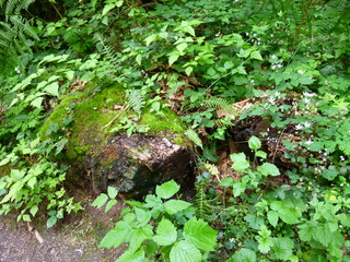 Filename=P1090624.JPG
Filesize=5809KiB
Dimensions=4320x3240
Date added=May 31, 2021 P1090624.JPG