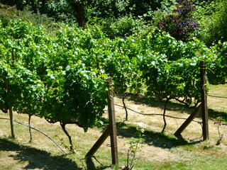 Filename=P1090724.JPG
Filesize=5653KiB
Dimensions=4320x3240
Date added=Sep 06, 2021 P1090724.JPG