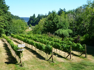 Filename=P1090731.JPG
Filesize=5517KiB
Dimensions=4320x3240
Date added=Sep 06, 2021 P1090731.JPG