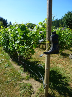 Filename=P1090739.JPG
Filesize=4767KiB
Dimensions=3240x4320
Date added=Sep 06, 2021 P1090739.JPG