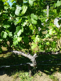 Filename=P1090740.JPG
Filesize=4723KiB
Dimensions=3240x4320
Date added=Sep 06, 2021 P1090740.JPG