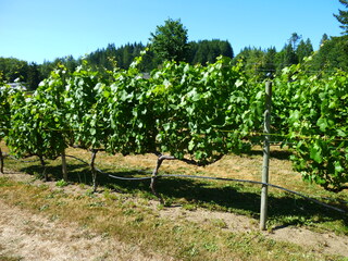 Filename=P1090741.JPG
Filesize=5557KiB
Dimensions=4320x3240
Date added=Sep 06, 2021 P1090741.JPG