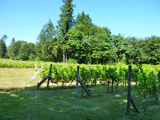 Filename=P1090742.JPG
Filesize=5615KiB
Dimensions=4320x3240
Date added=Sep 06, 2021 P1090742.JPG