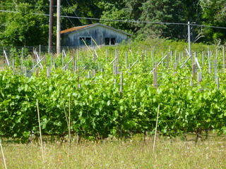 Filename=P1090743.JPG
Filesize=5645KiB
Dimensions=4320x3240
Date added=Sep 06, 2021 P1090743.JPG