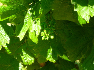 Filename=P1090747.JPG
Filesize=5926KiB
Dimensions=4320x3240
Date added=Sep 06, 2021 P1090747.JPG