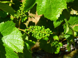 Filename=P1090749.JPG
Filesize=5426KiB
Dimensions=4320x3240
Date added=Sep 06, 2021 P1090749.JPG