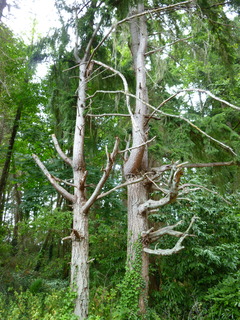 Filename=P1090759.JPG
Filesize=4743KiB
Dimensions=3240x4320
Date added=Sep 06, 2021 P1090759.JPG