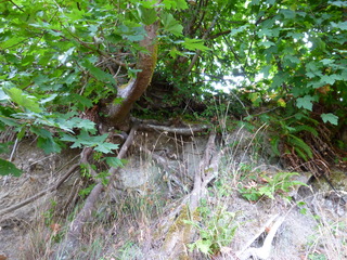 Filename=P1090800.JPG
Filesize=5599KiB
Dimensions=4320x3240
Date added=Sep 06, 2021 P1090800.JPG