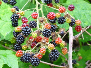 Filename=P1090804.JPG
Filesize=5752KiB
Dimensions=4320x3240
Date added=Sep 06, 2021 P1090804.JPG