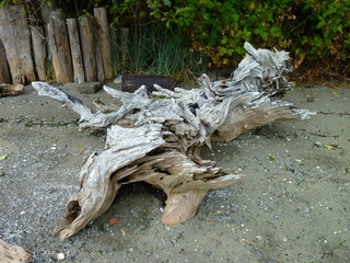 Filename=P1090809.JPG
Filesize=5670KiB
Dimensions=4320x3240
Date added=Sep 06, 2021 P1090809.JPG