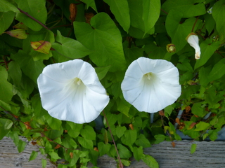 Filename=P1090825.JPG
Filesize=5633KiB
Dimensions=4320x3240
Date added=Sep 06, 2021 P1090825.JPG