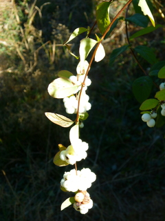 Filename=P1090845.JPG
Filesize=5108KiB
Dimensions=3240x4320
Date added=Sep 06, 2021 P1090845.JPG