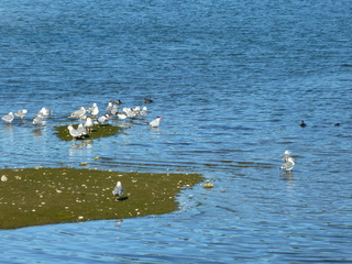 Filename=P1090864.JPG
Filesize=5624KiB
Dimensions=4320x3240
Date added=Sep 06, 2021 P1090864.JPG