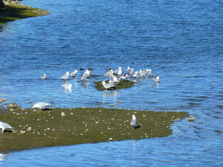 Filename=P1090865.JPG
Filesize=5785KiB
Dimensions=4320x3240
Date added=Sep 06, 2021 P1090865.JPG