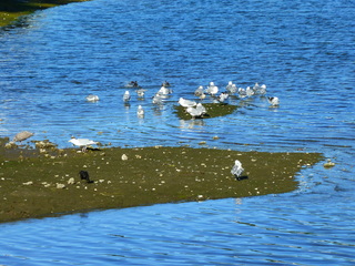 Filename=P1090866.JPG
Filesize=5754KiB
Dimensions=4320x3240
Date added=Sep 06, 2021 P1090866.JPG