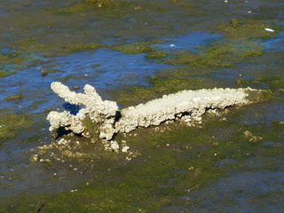 Filename=P1090876.JPG
Filesize=6031KiB
Dimensions=4320x3240
Date added=Sep 06, 2021 P1090876.JPG