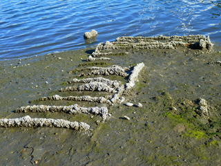 Filename=P1090890.JPG
Filesize=5462KiB
Dimensions=4320x3240
Date added=Sep 06, 2021 P1090890.JPG