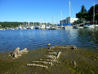 Filename=P1090891.JPG
Filesize=5717KiB
Dimensions=4320x3240
Date added=Sep 06, 2021 P1090891.JPG