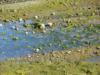 Filename=P1090911.JPG
Filesize=5599KiB
Dimensions=4320x3240
Date added=Sep 06, 2021 P1090911.JPG