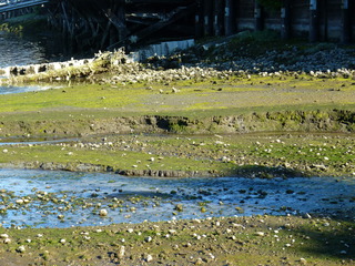 Filename=P1090916.JPG
Filesize=5522KiB
Dimensions=4320x3240
Date added=Sep 06, 2021 P1090916.JPG