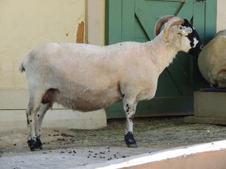 Filename=DSCN1723.JPG
Filesize=5918KiB
Dimensions=4608x3456
Date added=Sep 19, 2019 DSCN1723.JPG