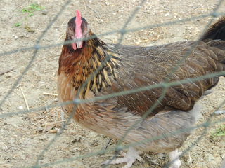 Filename=DSCN1769.JPG
Filesize=6002KiB
Dimensions=4608x3456
Date added=Sep 19, 2019 DSCN1769.JPG