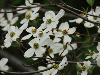 Filename=DSCN1770.JPG
Filesize=5693KiB
Dimensions=4608x3456
Date added=Sep 19, 2019 DSCN1770.JPG