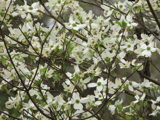 Filename=DSCN1771.JPG
Filesize=6294KiB
Dimensions=4608x3456
Date added=Sep 19, 2019 DSCN1771.JPG