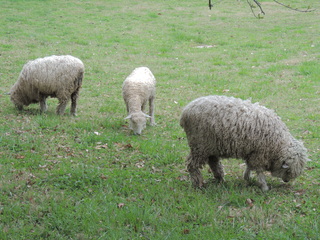 Filename=DSCN1788.JPG
Filesize=6198KiB
Dimensions=4608x3456
Date added=Sep 19, 2019 DSCN1788.JPG