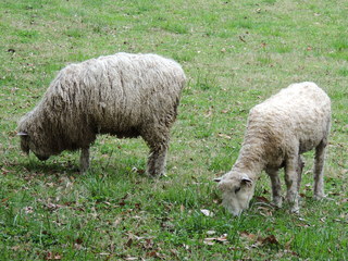 Filename=DSCN1791.JPG
Filesize=5576KiB
Dimensions=4608x3456
Date added=Sep 19, 2019 DSCN1791.JPG