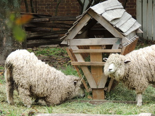 Filename=DSCN1793.JPG
Filesize=6174KiB
Dimensions=4608x3456
Date added=Sep 19, 2019 DSCN1793.JPG