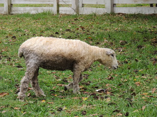 Filename=DSCN1794.JPG
Filesize=5923KiB
Dimensions=4608x3456
Date added=Sep 19, 2019 DSCN1794.JPG