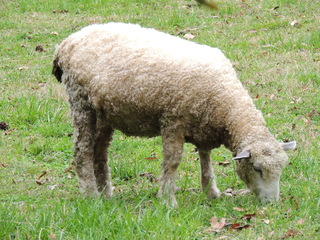 Filename=DSCN1795.JPG
Filesize=6046KiB
Dimensions=4608x3456
Date added=Sep 19, 2019 DSCN1795.JPG