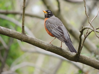 Filename=DSCN1889.JPG
Filesize=5792KiB
Dimensions=4608x3456
Date added=Sep 19, 2019 DSCN1889.JPG